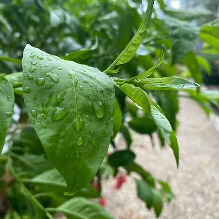 Garden Himara