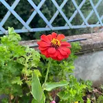 Garden Gasthof 4*