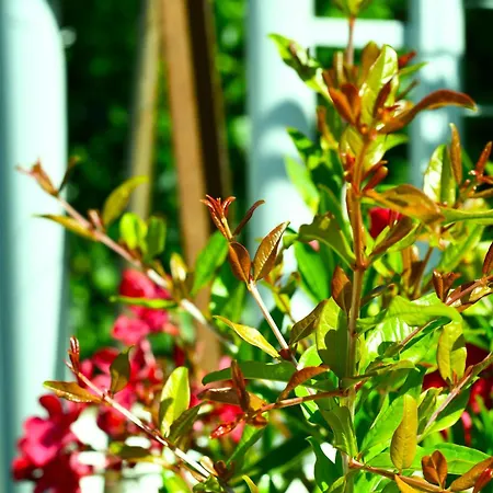 Guest house Garden *