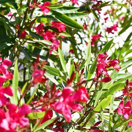 Garden Guest house *