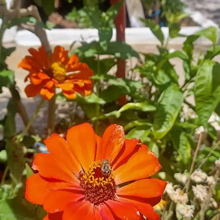 Garden 4*